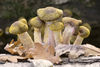 Tree-fungus