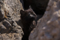 Kitten looking up from between the rocks by Jessy Libik
