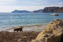 Dog wandering along a rocky beach by Jessy Libik