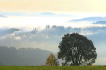 Herbstmorgen über dem Nebel 2 von Bernhard Kaiser