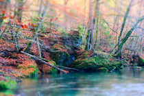 Flussufer im Herbst by Thomas Matzl