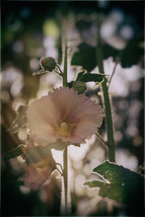 Stockrose (Alcea rosea) von Ralph Patzel