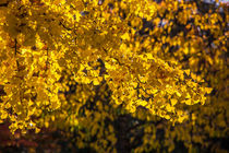 Gelbe Blätter von mroppx