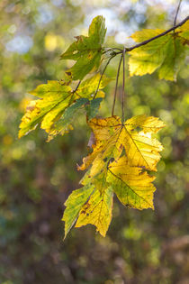 Blätter im Herbst by mroppx
