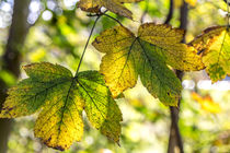 Blätter im Herbst von mroppx