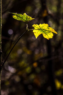 Blätter im Herbst von mroppx