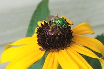 Green Bee II von Daniella Paudash