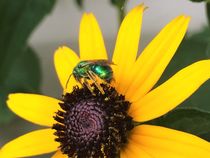 Green Bee I von Daniella Paudash
