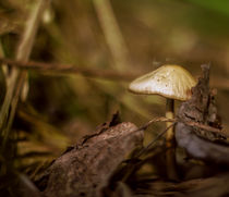 Tiny mushroom by Nicolai Golsner