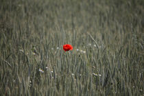 classic red poppy by Nicolai Golsner