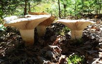 Mushrooms von Daniella Paudash