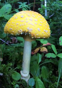Yellow Mushroom by Daniella Paudash