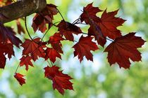 Maple Leaves von Daniella Paudash