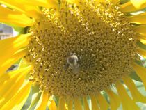 Buzy Bee von Daniella Paudash