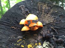 Tiny Treasures (Mushrooms) by Daniella Paudash