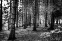 Schwarzer Wald von Susanne  Mauz