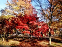 Bright Red Autumn Tree von Susan Savad