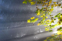 Herbstfarben im Licht  by Bernhard Kaiser
