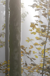 Herbstwald 3 von Bernhard Kaiser