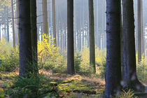Wald in Herbstfarben von Bernhard Kaiser