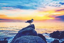 bird on the stone with ocean sunset sky background by timla