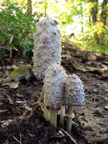 Mushrooms by Daniella Paudash