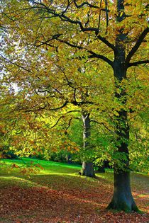 Bäume im Herbst by Bernhard Kaiser