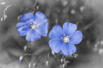 Gentle Blue Flower by cinema4design