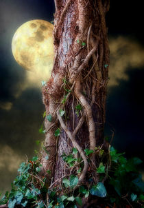 A Hunters Moon by CHRISTINE LAKE