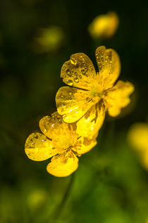gelbe blüten nach dem sommerregen by mroppx