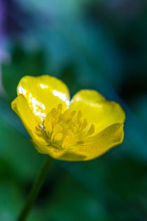 kleine gelbe blüte by mroppx