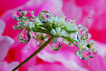 Drops on flower goutweed von Yuri Hope