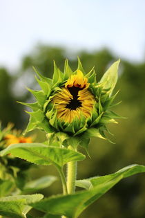 Aufgehende Sonnenblume von Simone Marsig