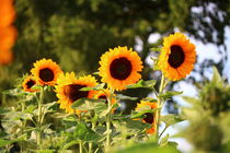 Sonnenblumen im Strahl der Sonne von Simone Marsig