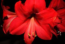 Amaryllis -weihnachtliches Blütenwunder  von mindfullycreatedvibrations