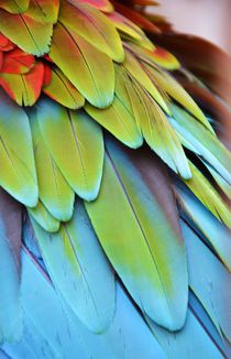 Papageierngefieder by Anita Pescosta