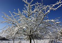 mit Schnee geschmückter Baum  von mindfullycreatedvibrations