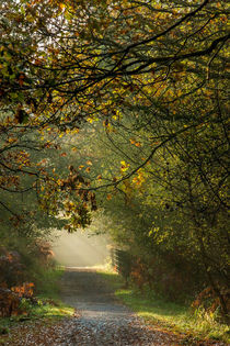 Late Autumn Sunbeams by David Tinsley