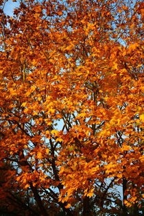 Herbstlaub verziert dass Himmelblau by Simone Marsig