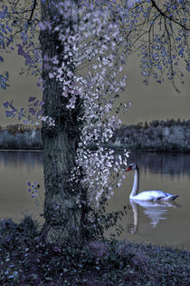 Swans Lake - Swans magic by Chris Berger