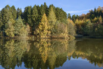 Autumn Reflected  by David Tinsley