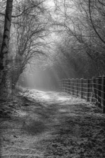 Down the Sunlit Path by David Tinsley