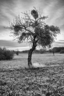 Baum by Boris Eisele
