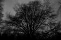 Storm in the trees von Nicolai Golsner