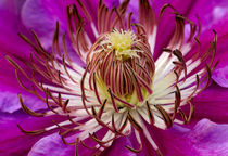 Heart of Clematis by Keld Bach