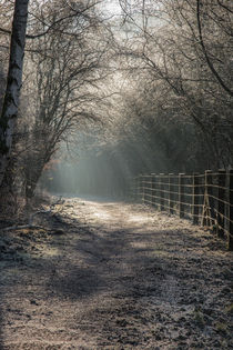The Old Railway Line by David Tinsley