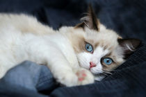 Ragdoll  Kitten by photoart-mrs