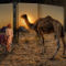 Camel-fair-5