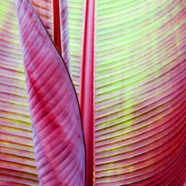 Banana leaf by lescapricesdefilles