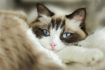 Blue Eyes by photoart-mrs